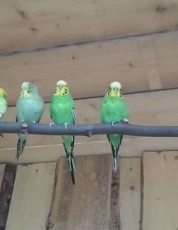 Otevření ptačí voliéry