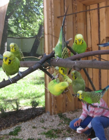 Andulkám se nová voliéra líbí.